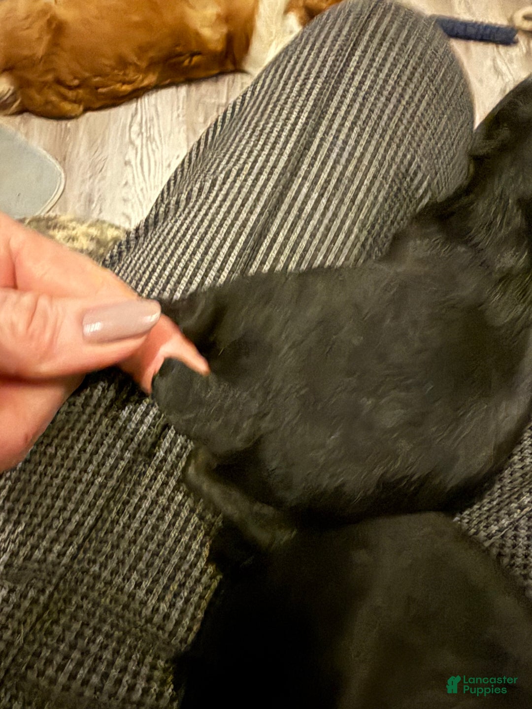 Brussels Griffon dogs for sale: Colton - Ad 5