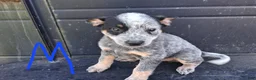 Australian Cattle Dog dogs for sale: Australian Cattle Dog 1 - Ad 11