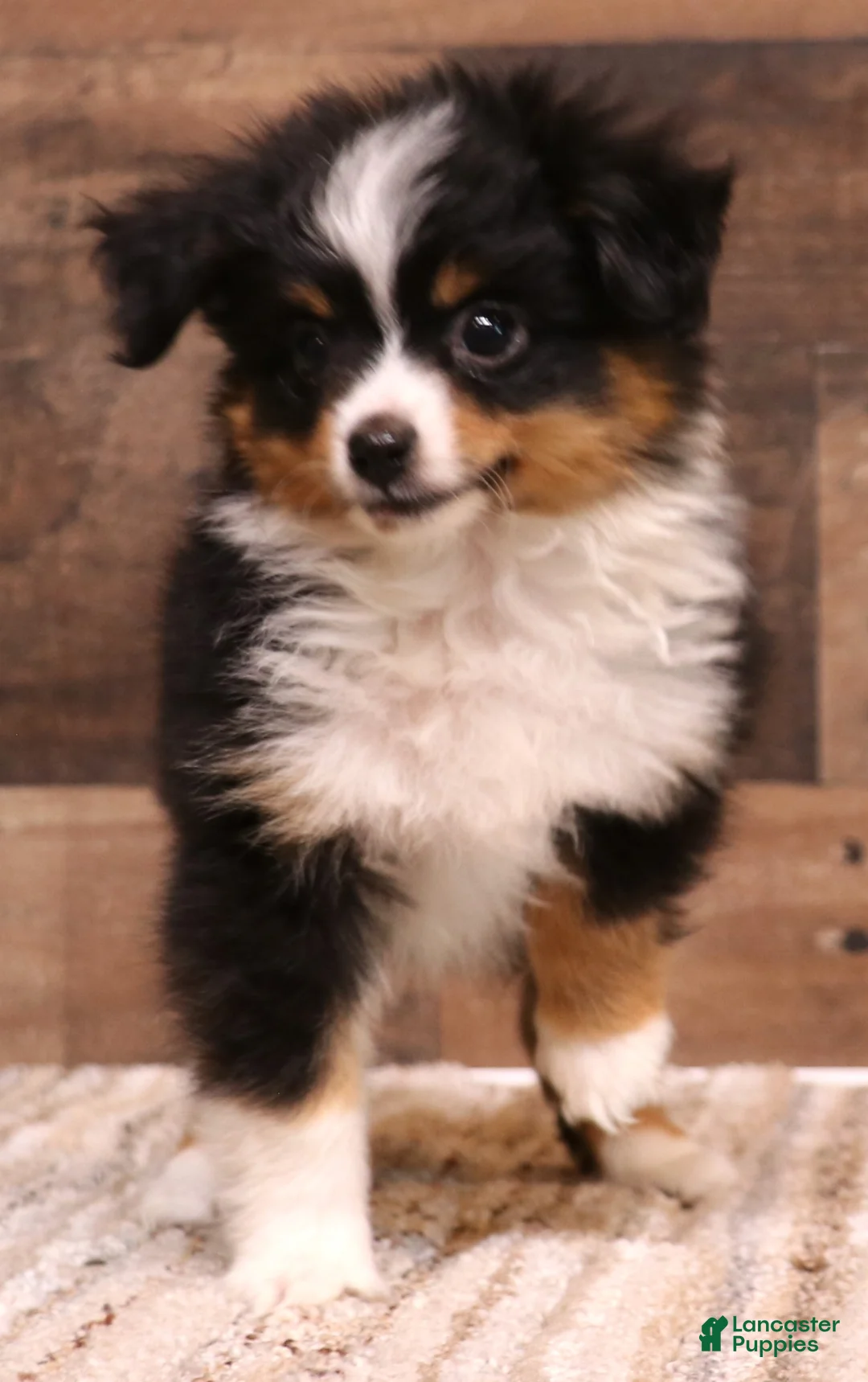 Toy Australian Shepherd dogs for sale: Tessa beautiful white collar & bib - Ad 10