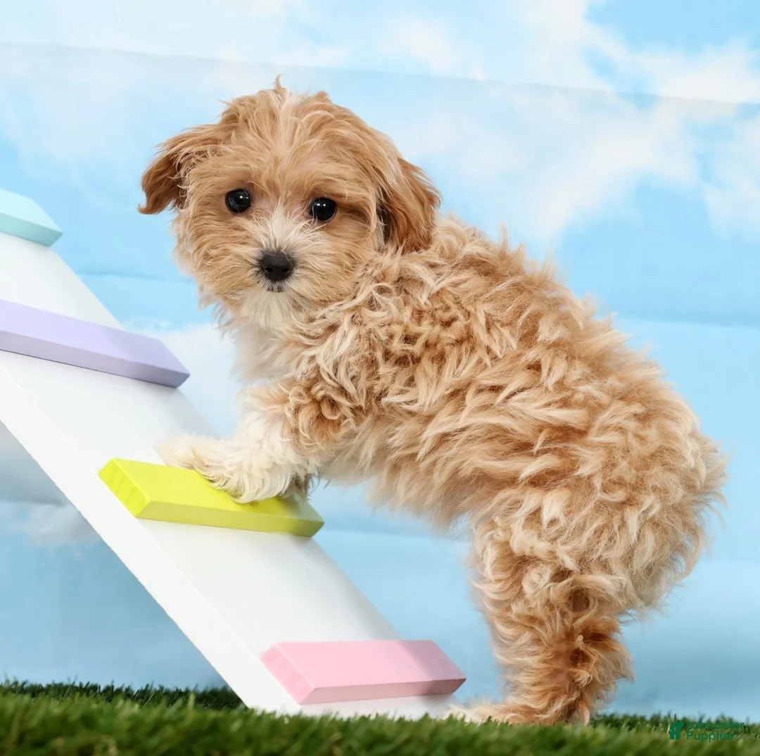 Maltipoo dogs for sale: Xena - Ad 2