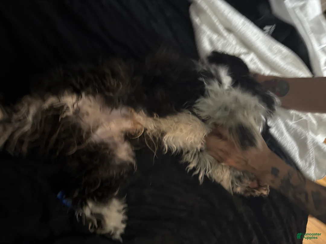 Shihpoo dogs for sale: Shihpoo Puppy 1 - Ad 3