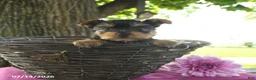 Yorkshire Terrier dogs for sale: Tanjo - Ad 3