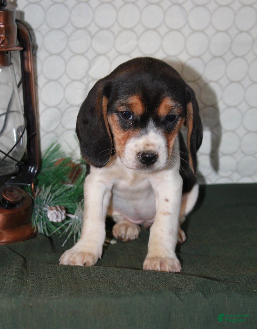 Beagle dogs for sale: Molly - Ad 2