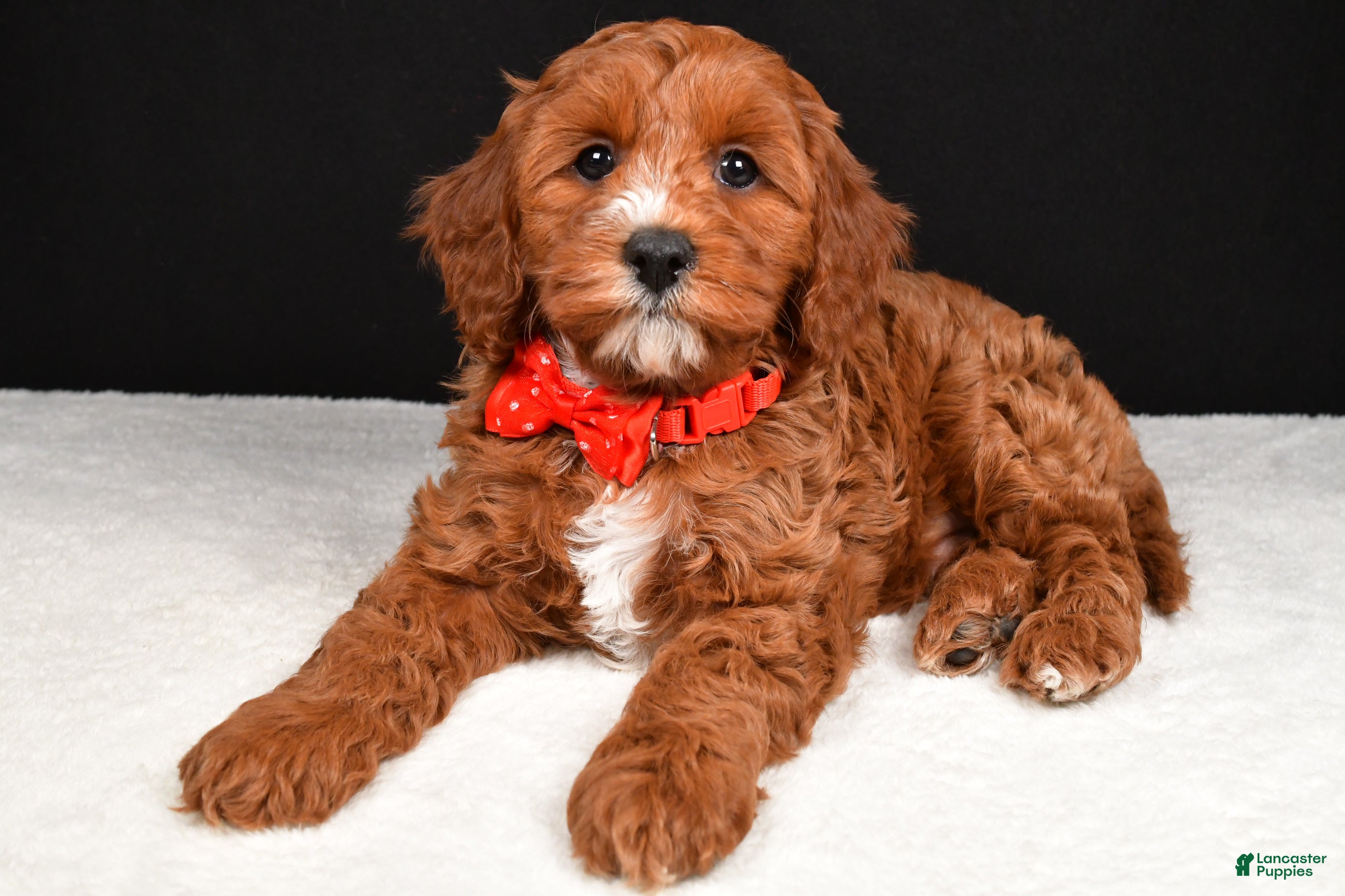 Cavapoo dogs Buddy - Ad 2