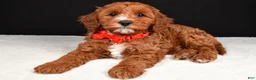 Cavapoo dogs for sale: Buddy - Ad 2