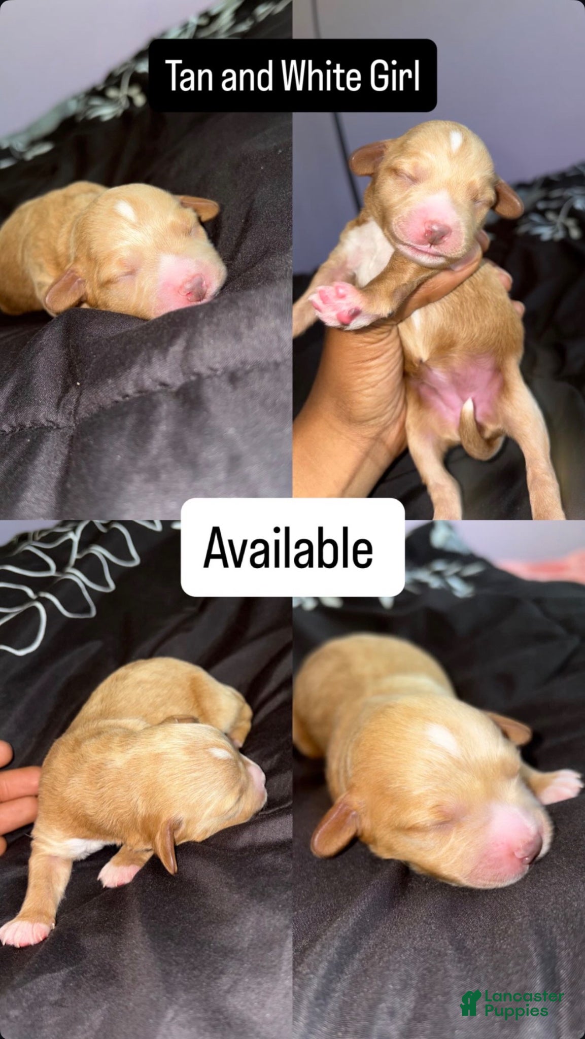 Mini Goldendoodle dogs Mini Goldendoodle Puppy 4 - Ad 27