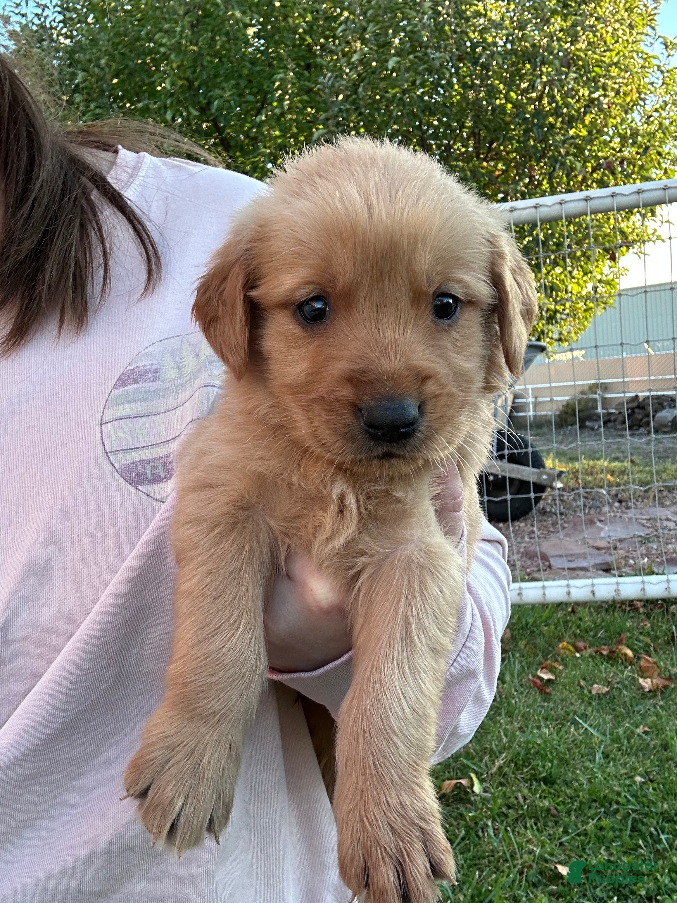 Golden Retriever dogs for sale: Jake (blue) - Ad 22