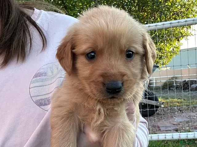 Golden Retriever dogs for sale: Jake (blue) - Ad 33