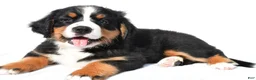 Bernese Mountain Dog dogs for sale: Peggy - Ad 5
