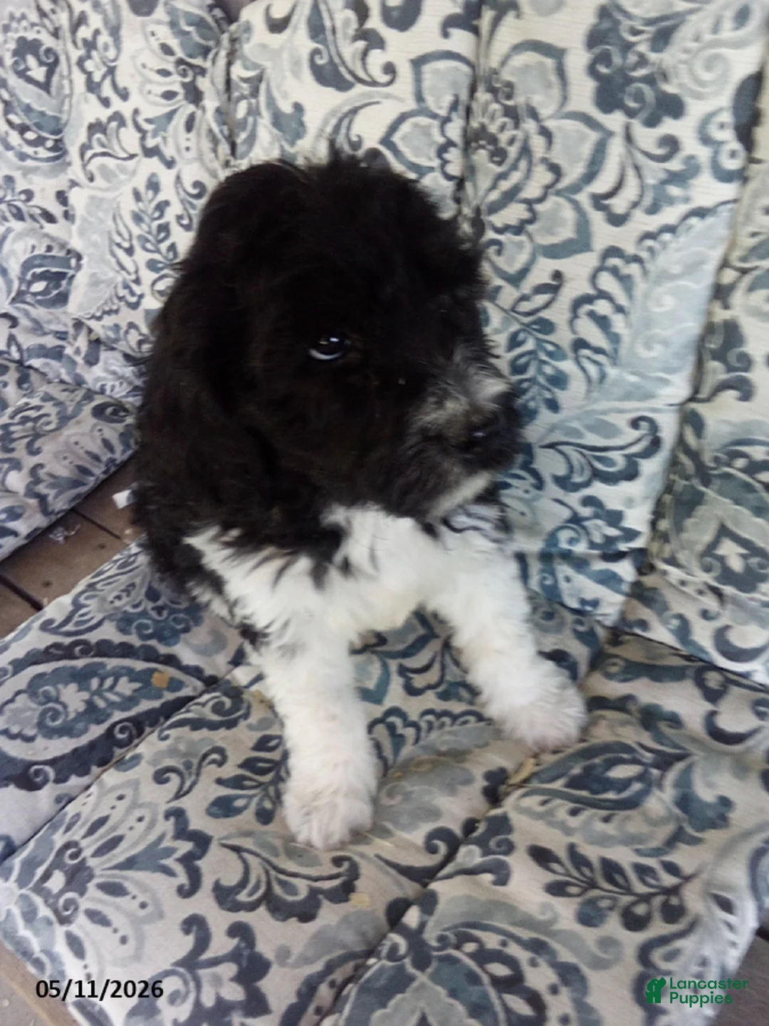 Goldendoodle dogs for sale: Grace - Ad 1