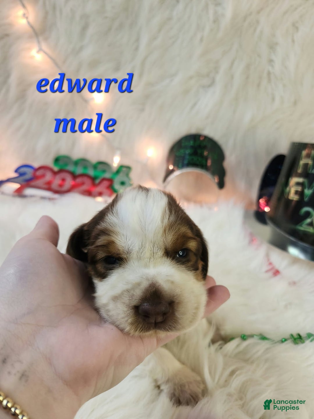 English Springer Spaniel dogs for sale: Edward - Ad 1