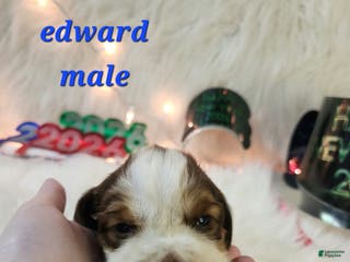 English Springer Spaniel dogs Edward - Ad 10