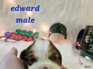 English Springer Spaniel dogs Edward - Ad 3