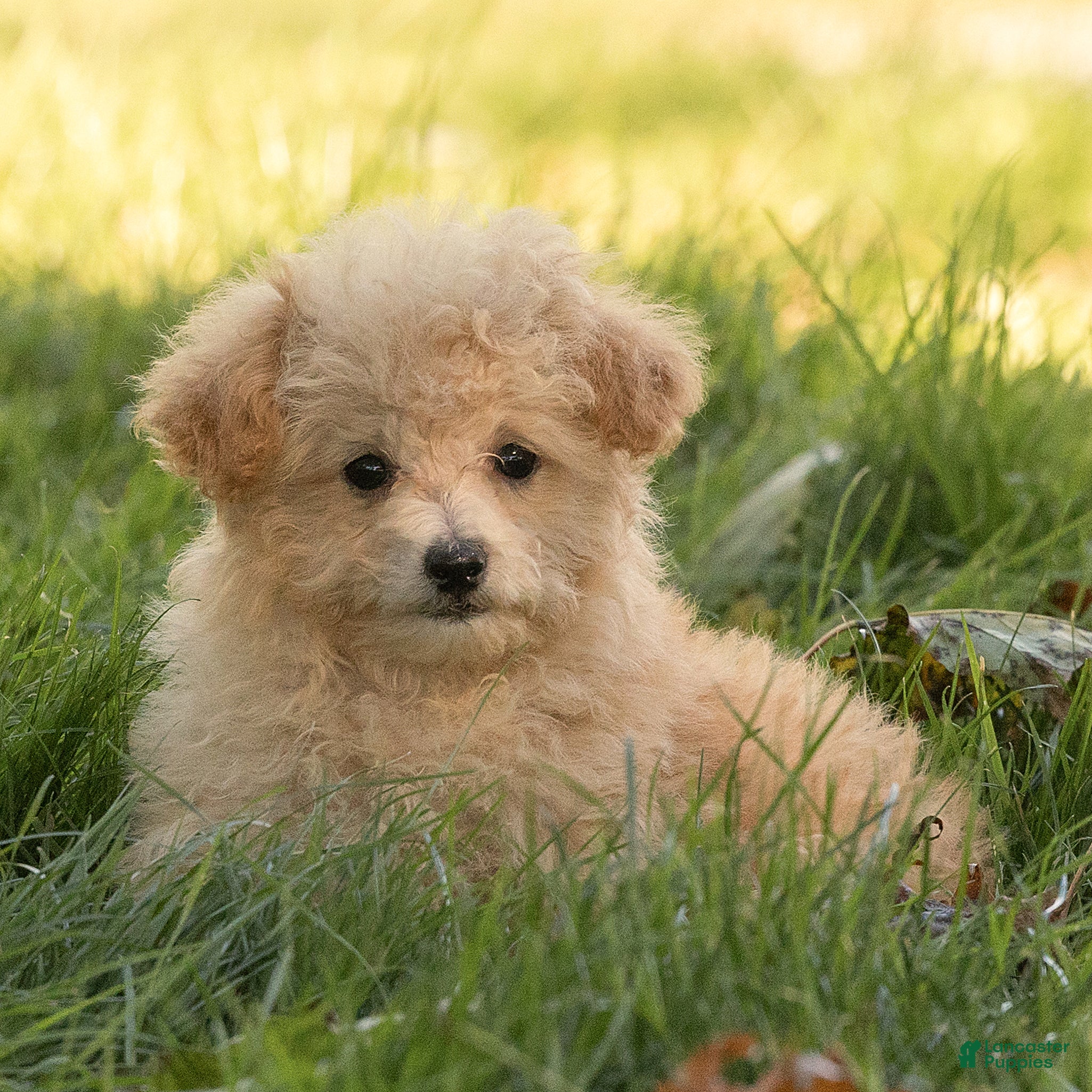 Maltipoo dogs for sale: Teddy Maltipoo  - Ad 1