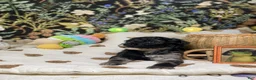 Toy Poodle dogs for sale: Sally - Ad 4