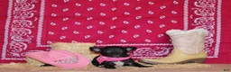 Chihuahua dogs for sale: Zahara - Ad 1