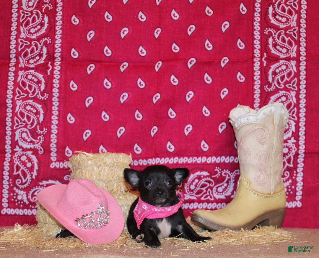 Chihuahua dogs for sale: Zahara - Ad 1