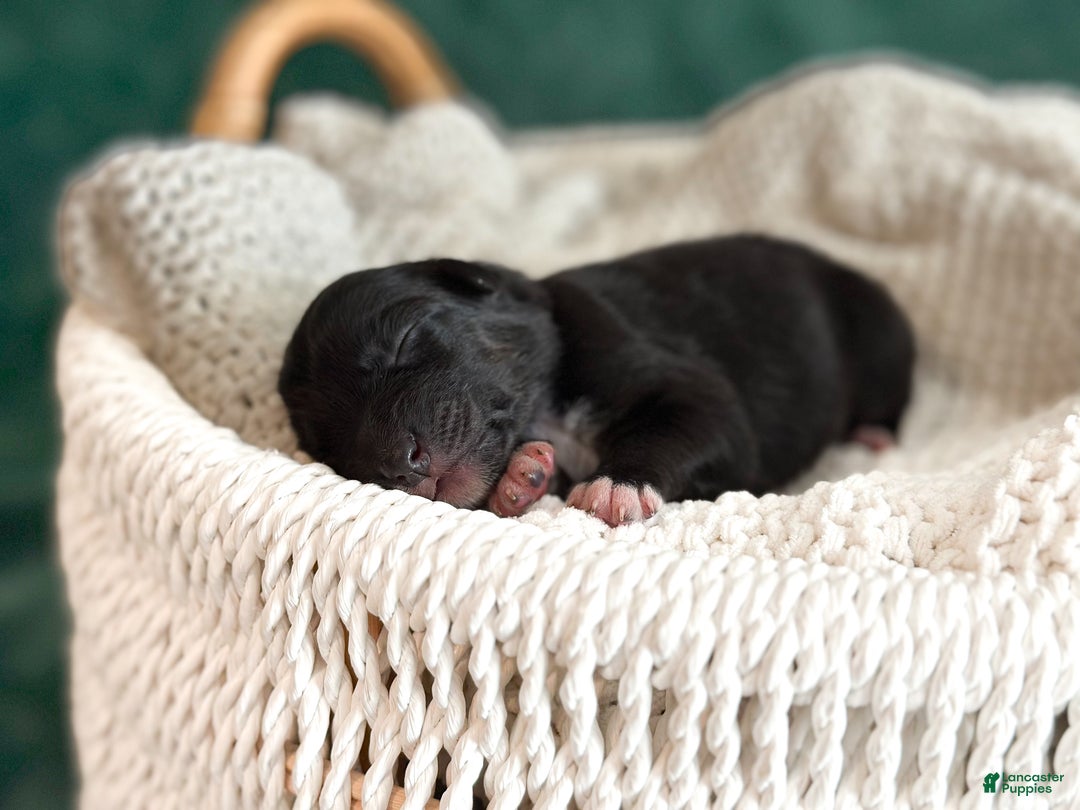 Australian Shepherd dogs for sale: Black Tri Female (Violet) - Ad 3