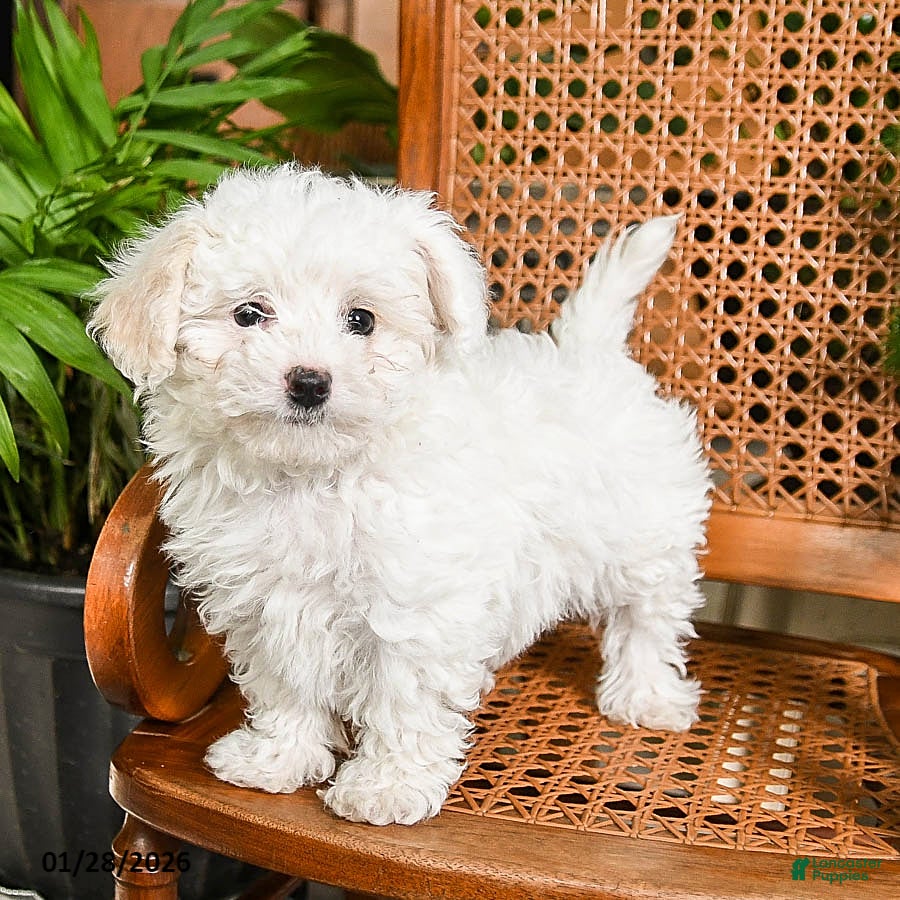 Maltipoo dogs Kisses - Ad 34