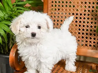 Maltipoo dogs Kisses - Ad 34