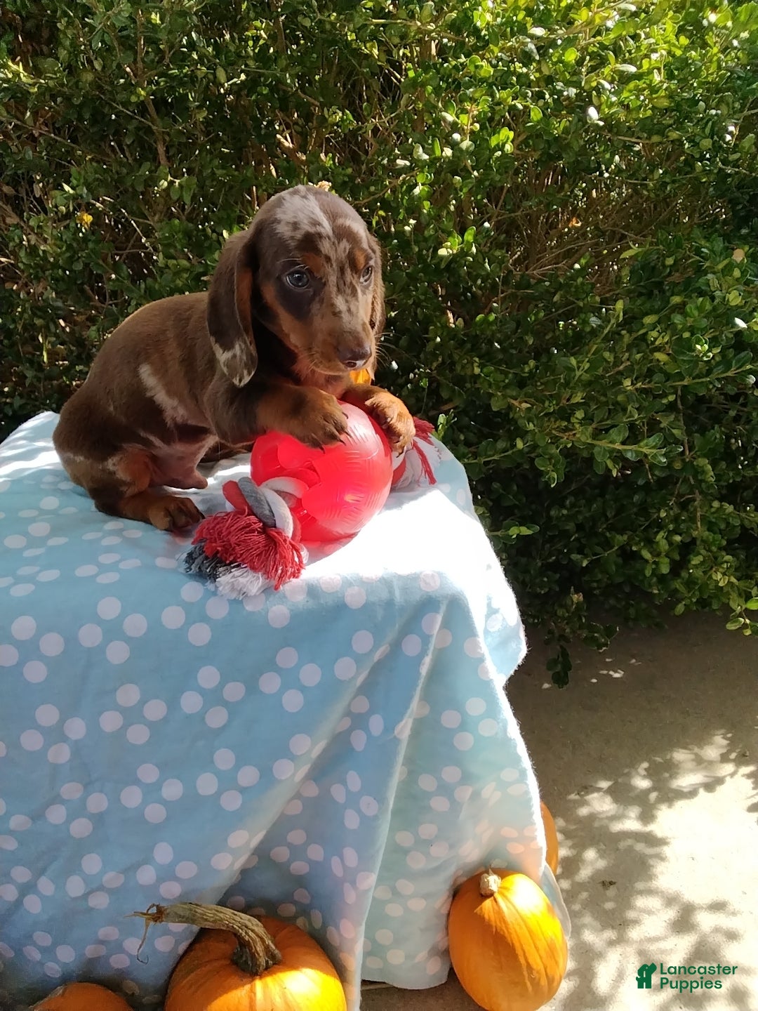 Miniature Dachshund dogs Max - Ad 2
