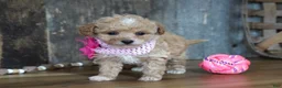 Maltipoo dogs for sale: Alice - Ad 3