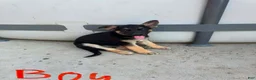 German Shepherd dogs for sale: Blondie - Ad 10