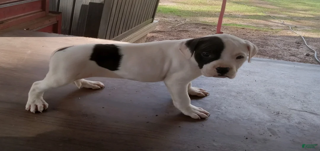 Gallery Image {{count}}