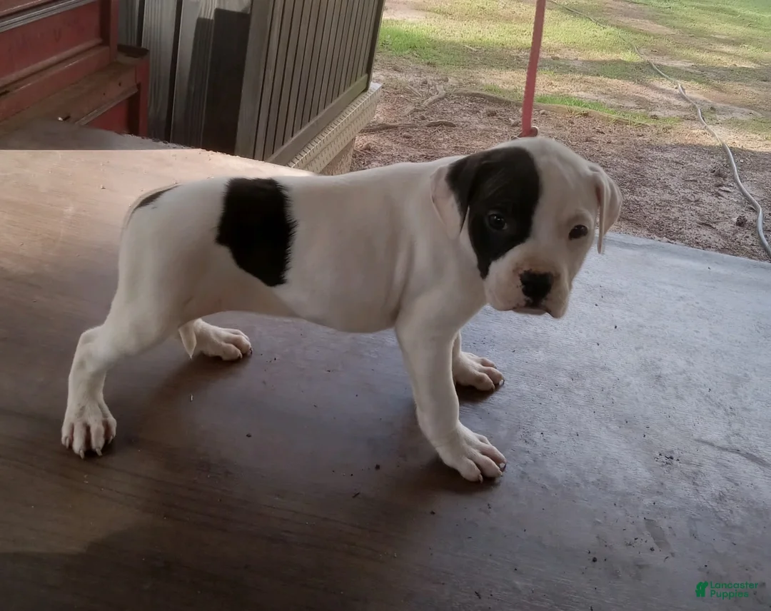 Gallery Image {{count}}