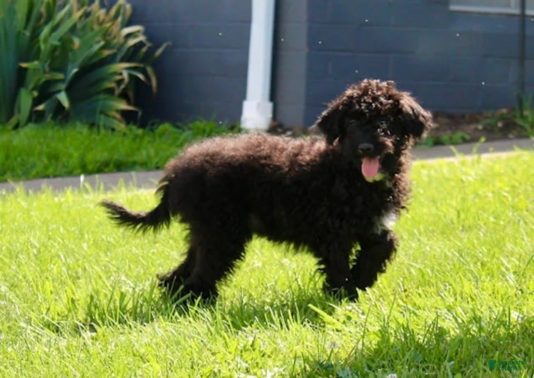 Miniature Labradoodle dogs for sale: Ace - Ad 2