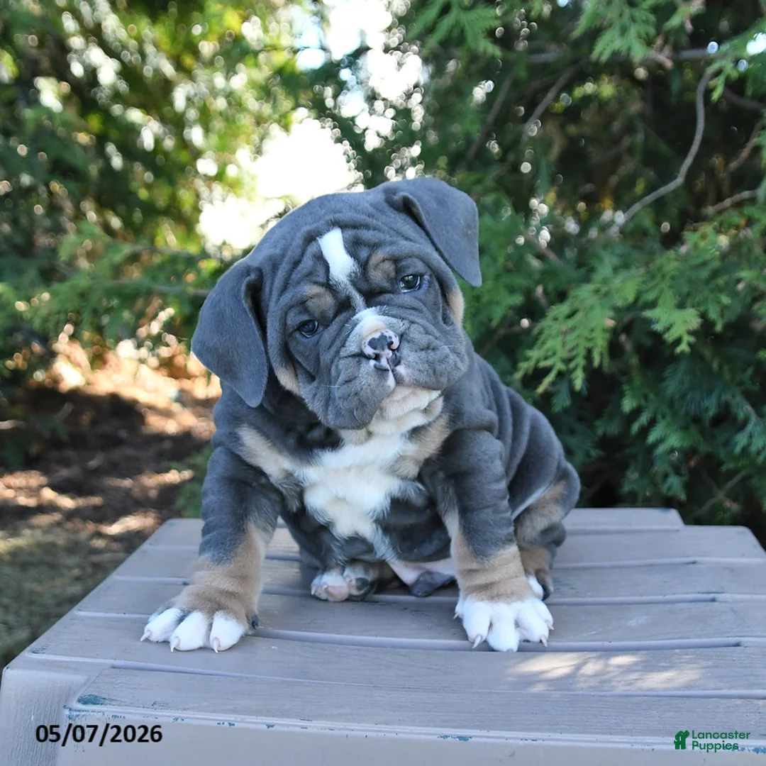 Olde English Bulldogge dogs for sale: Peanut  - Ad 2