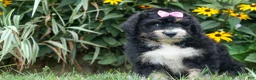 Bernedoodle dogs for sale:  Daisy🩷  - Ad 4