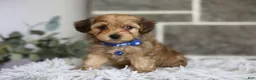 Yorkiepoo dogs for sale: Peanut - Ad 12