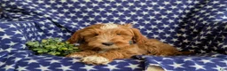 Mini Goldendoodle dogs for sale: Blaze Hypoallergenic - Ad 7