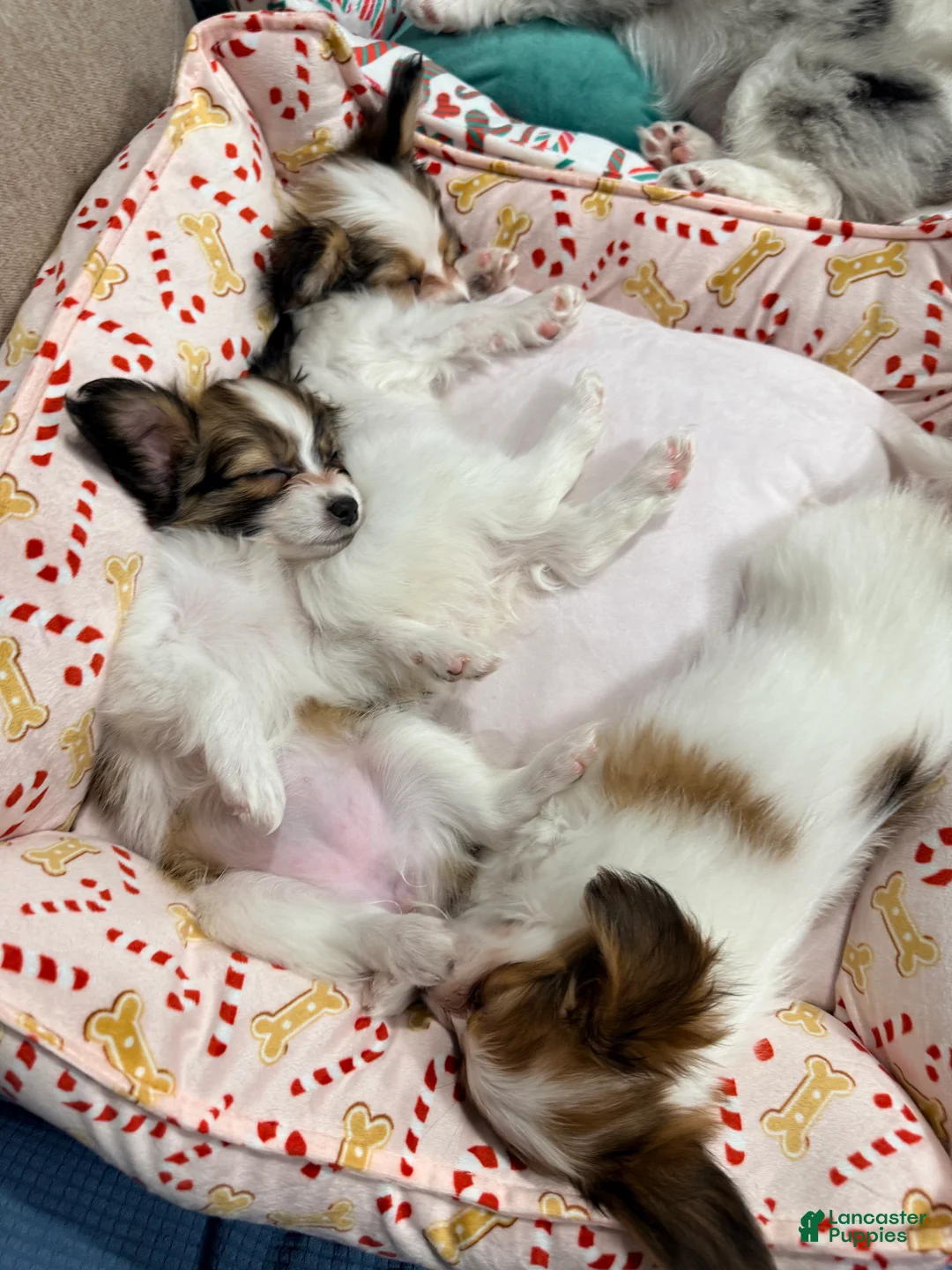 Papillon dogs for sale: Ember - Ad 12