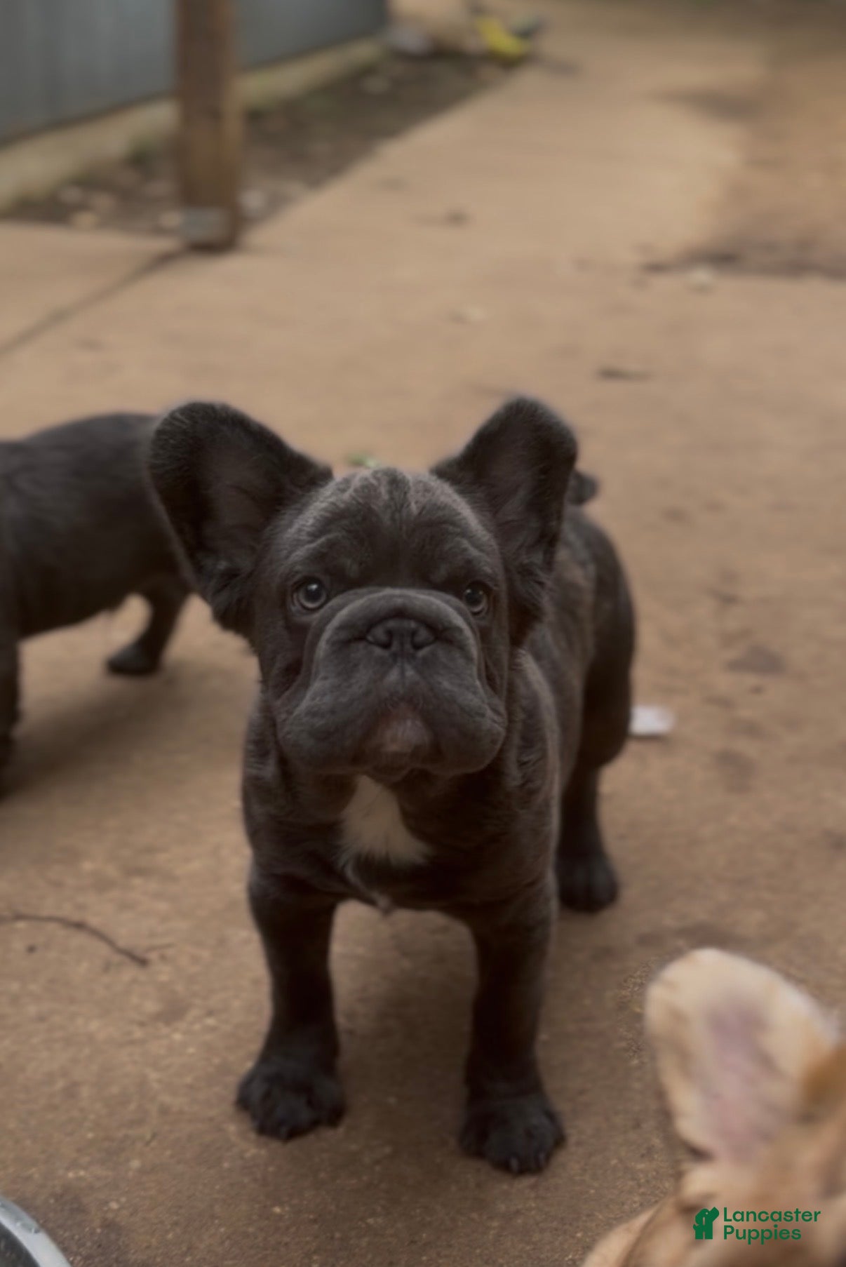 French Bulldog dogs French Bulldog Puppy 2 - Ad 40