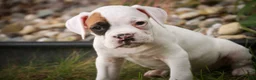 Boxer dogs for sale: Spot - Ad 1