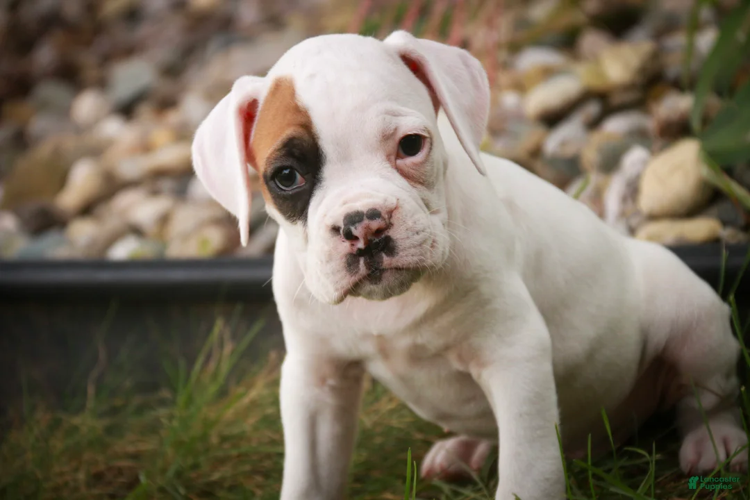 Boxer dogs for sale: Spot - Ad 1