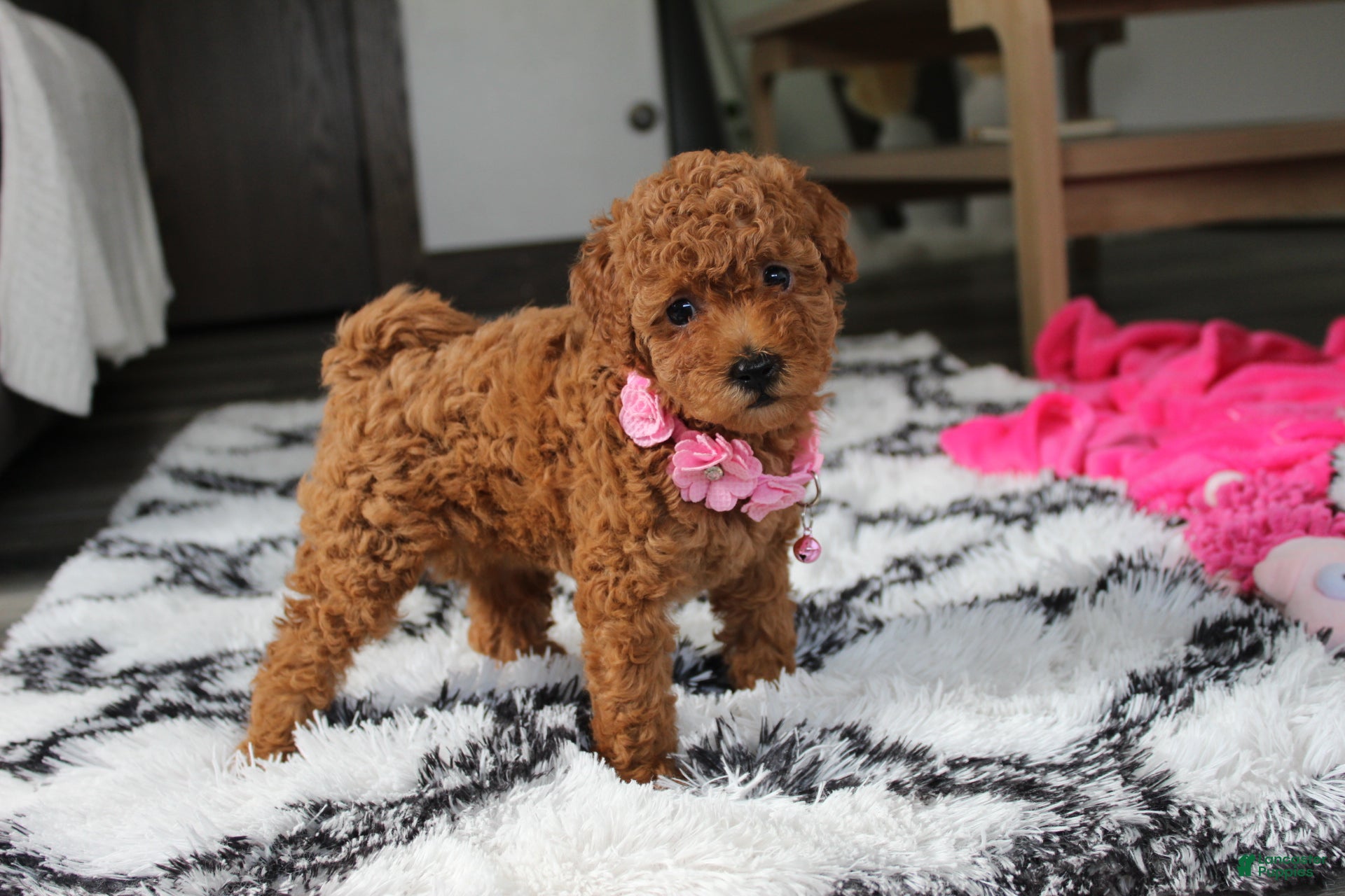 Bichpoo dogs Jenny - Ad 1