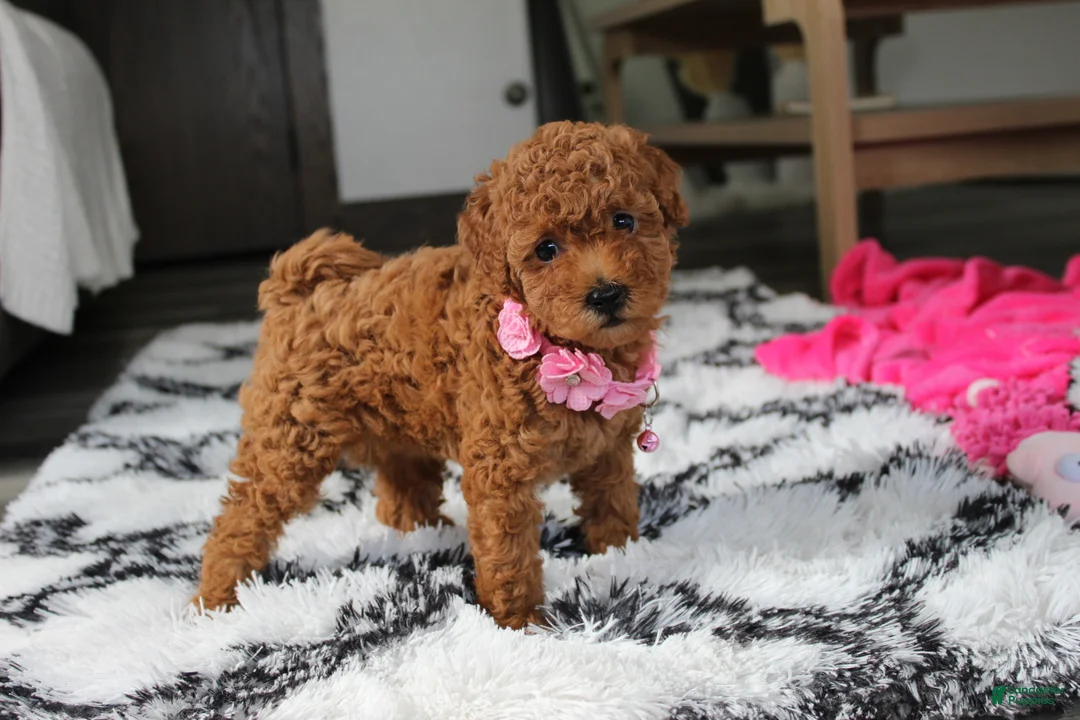 Bichpoo dogs for sale: Jenny - Ad 1