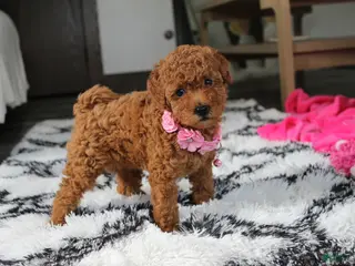 Bichpoo dogs for sale: Jenny - Ad 2