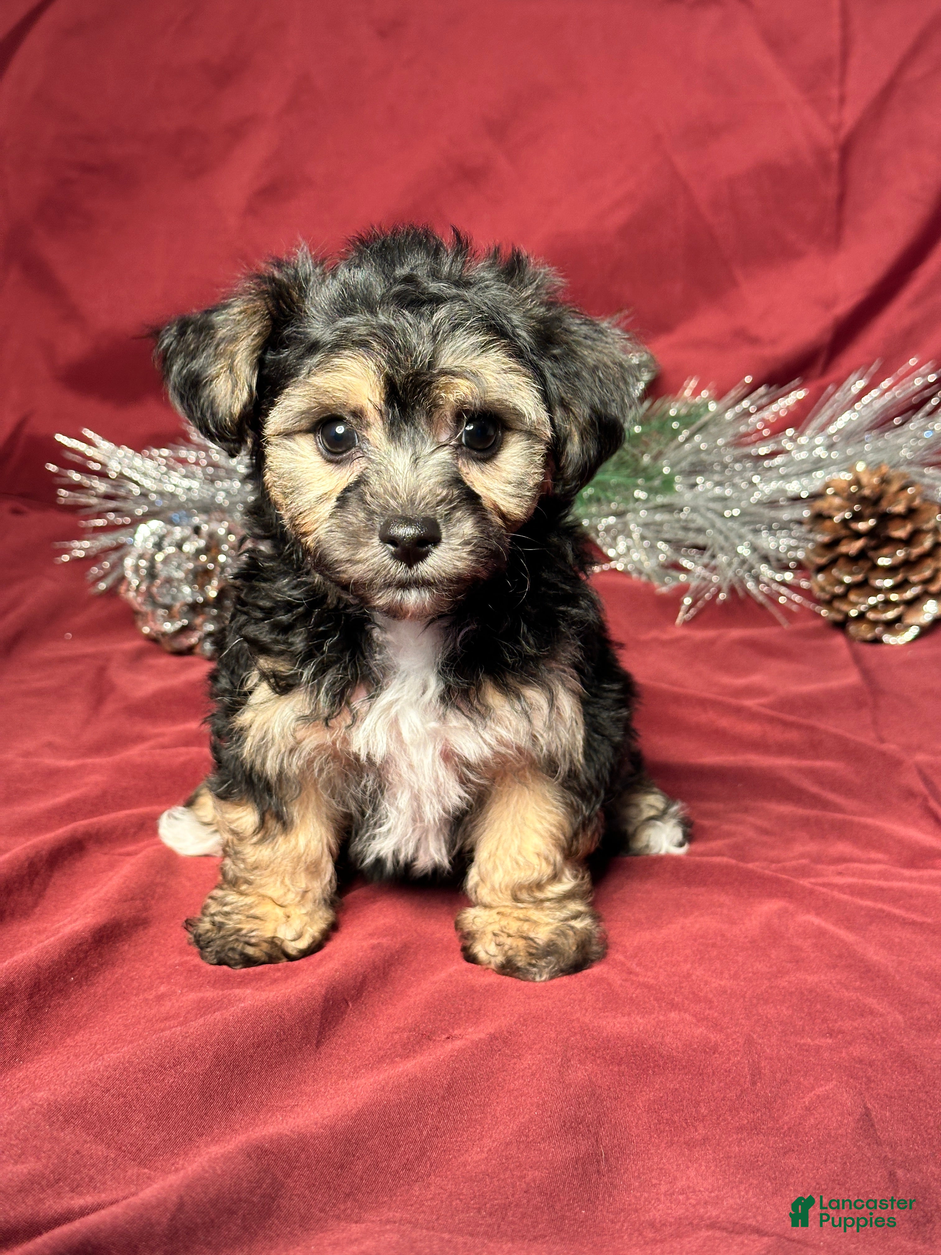 Yochon dogs Cooper - Ad 32