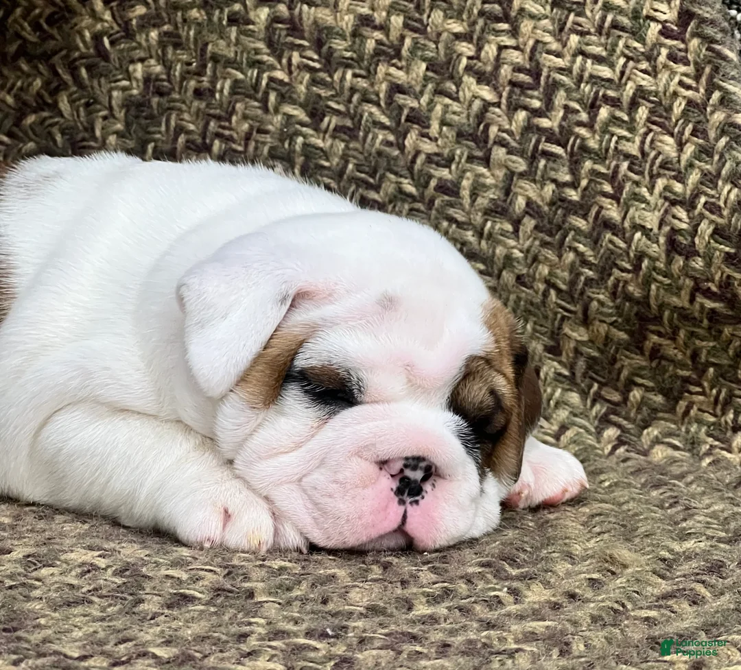 English Bulldog dogs for sale: Dandy - Ad 2