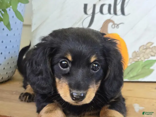 Dachshund dogs for sale: Harper - Ad 1