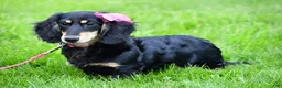 Miniature Dachshund dogs for sale: Sawyer - Ad 11