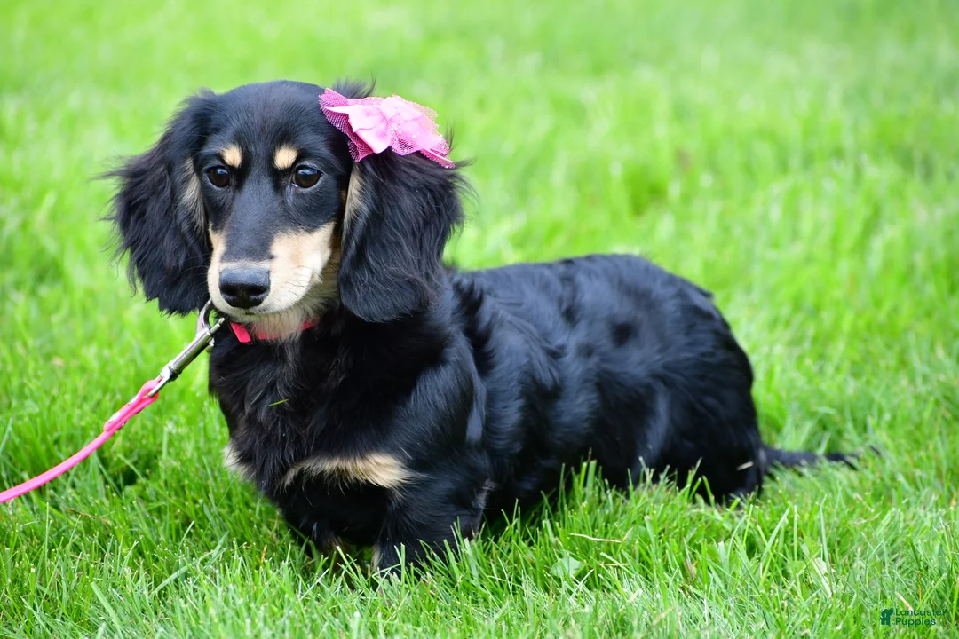 Miniature Dachshund dogs for sale: Sawyer - Ad 11
