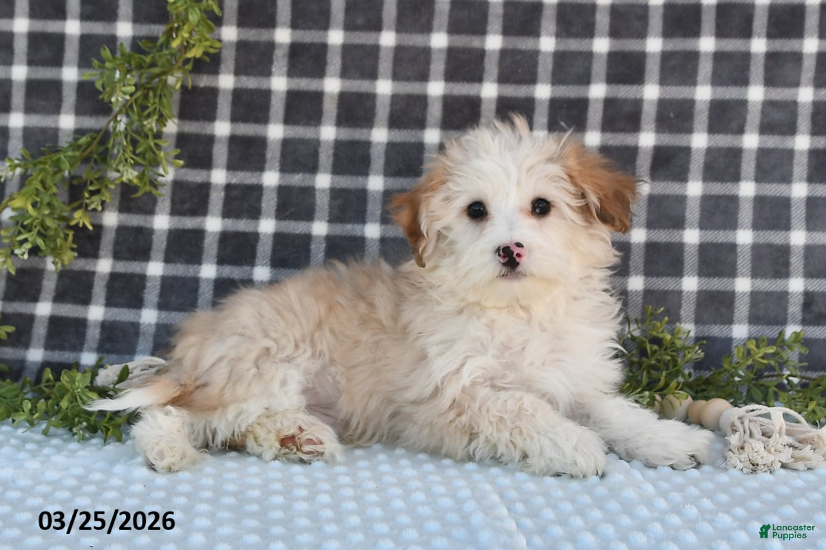 Havapoo dogs Echo - Ad 2