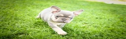 French Bulldog dogs for sale: 🐾 Meet Kingston — A Happy Little Frenchie with Plenty of Love to Give! 🐾 - Ad 19
