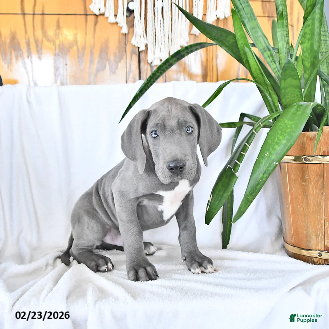 Great Dane dogs for sale: Dylan - Ad 2