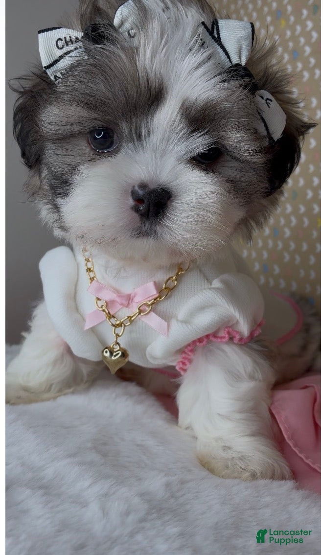 Malshi dogs Bella Monroe  - Ad 12